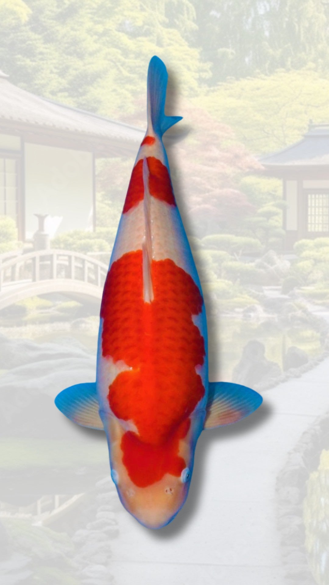 Carpes koi d'exception
