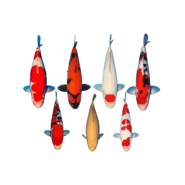 Carpes Koi Japonaises