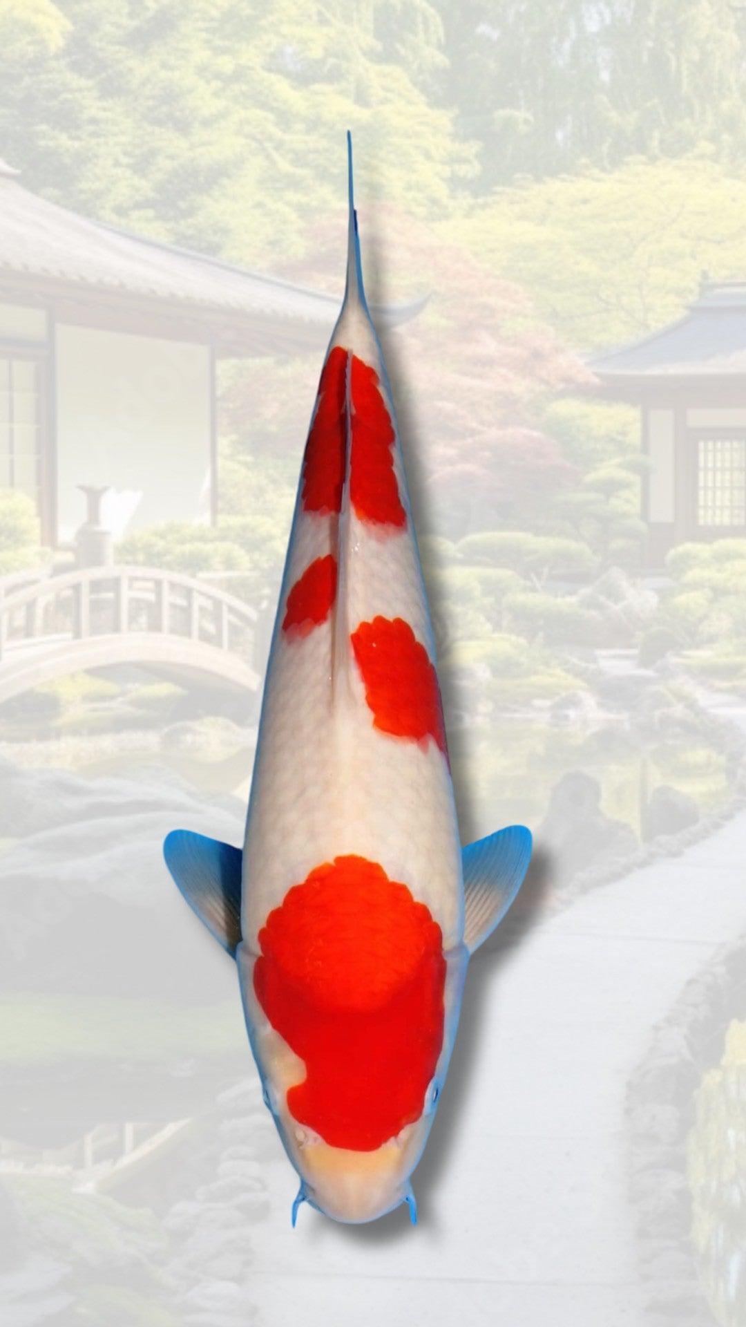 Carpes koi Tosai ( 1 an )