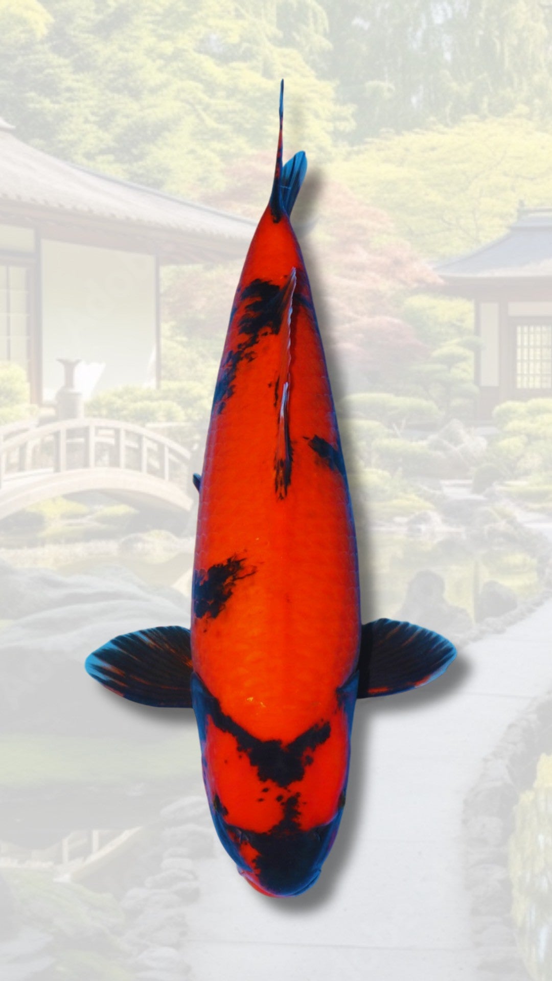 Carpes koi Nisai ( 2 ans )
