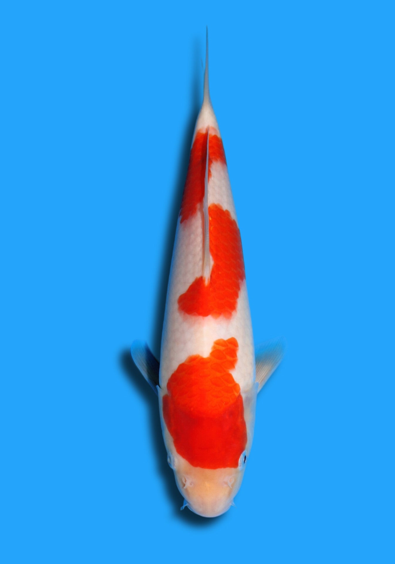 Kohaku