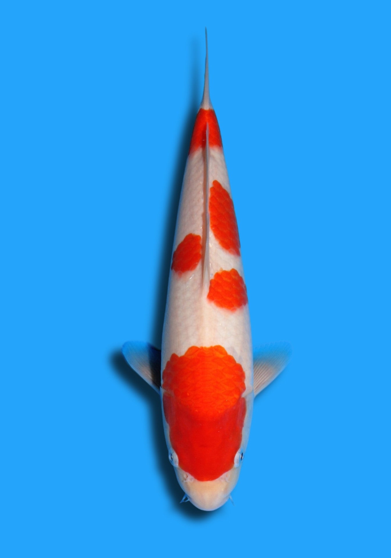 Kohaku