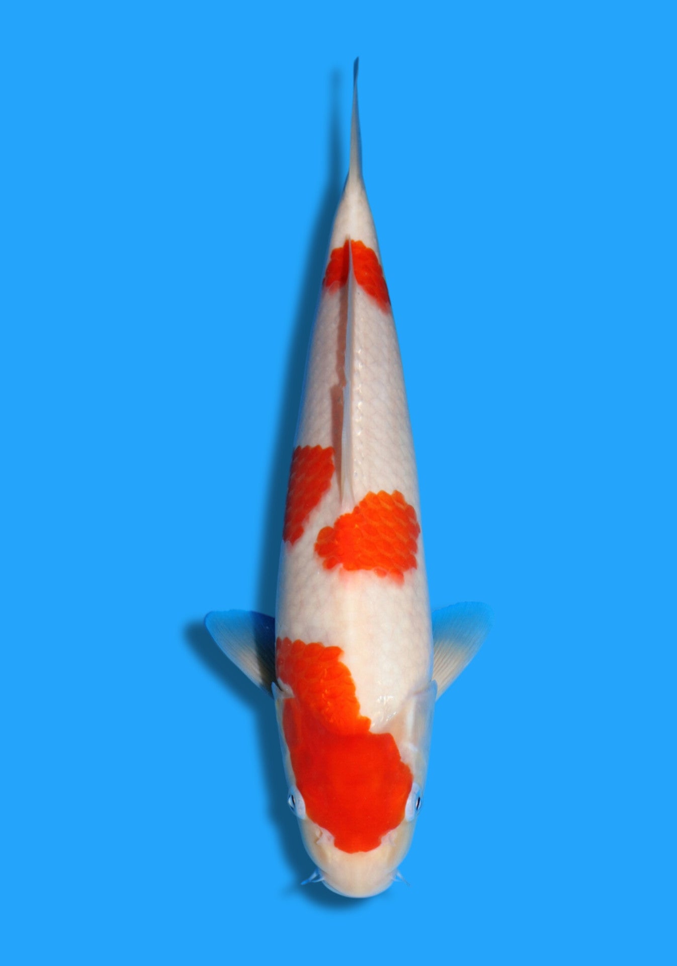 Kohaku