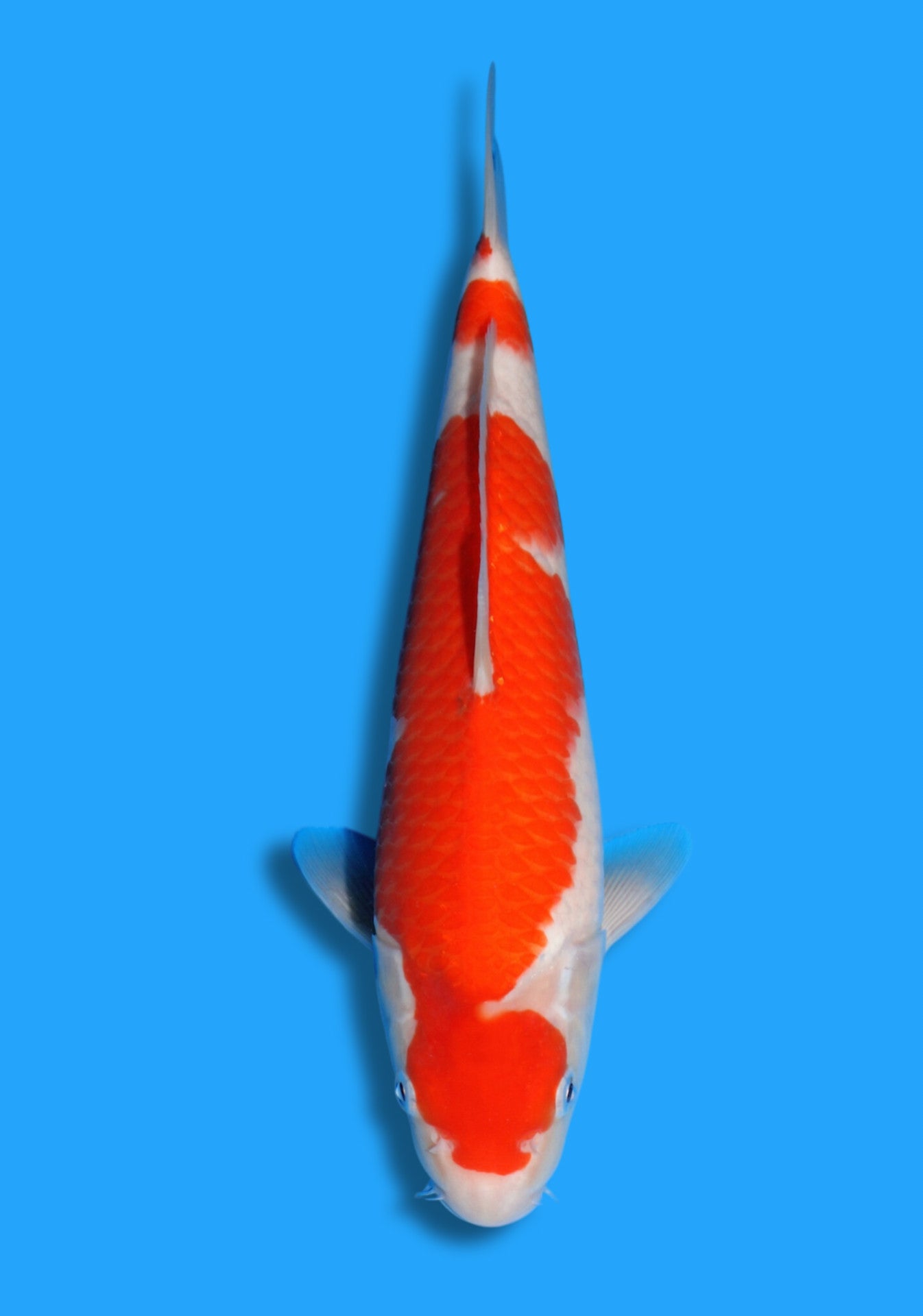 Kohaku