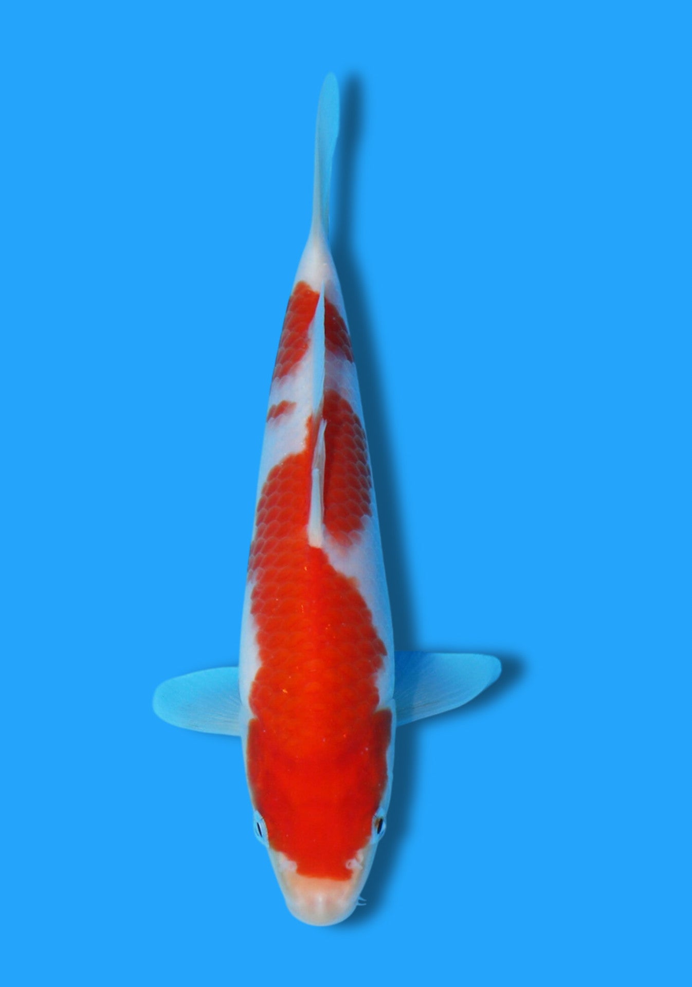 Kohaku