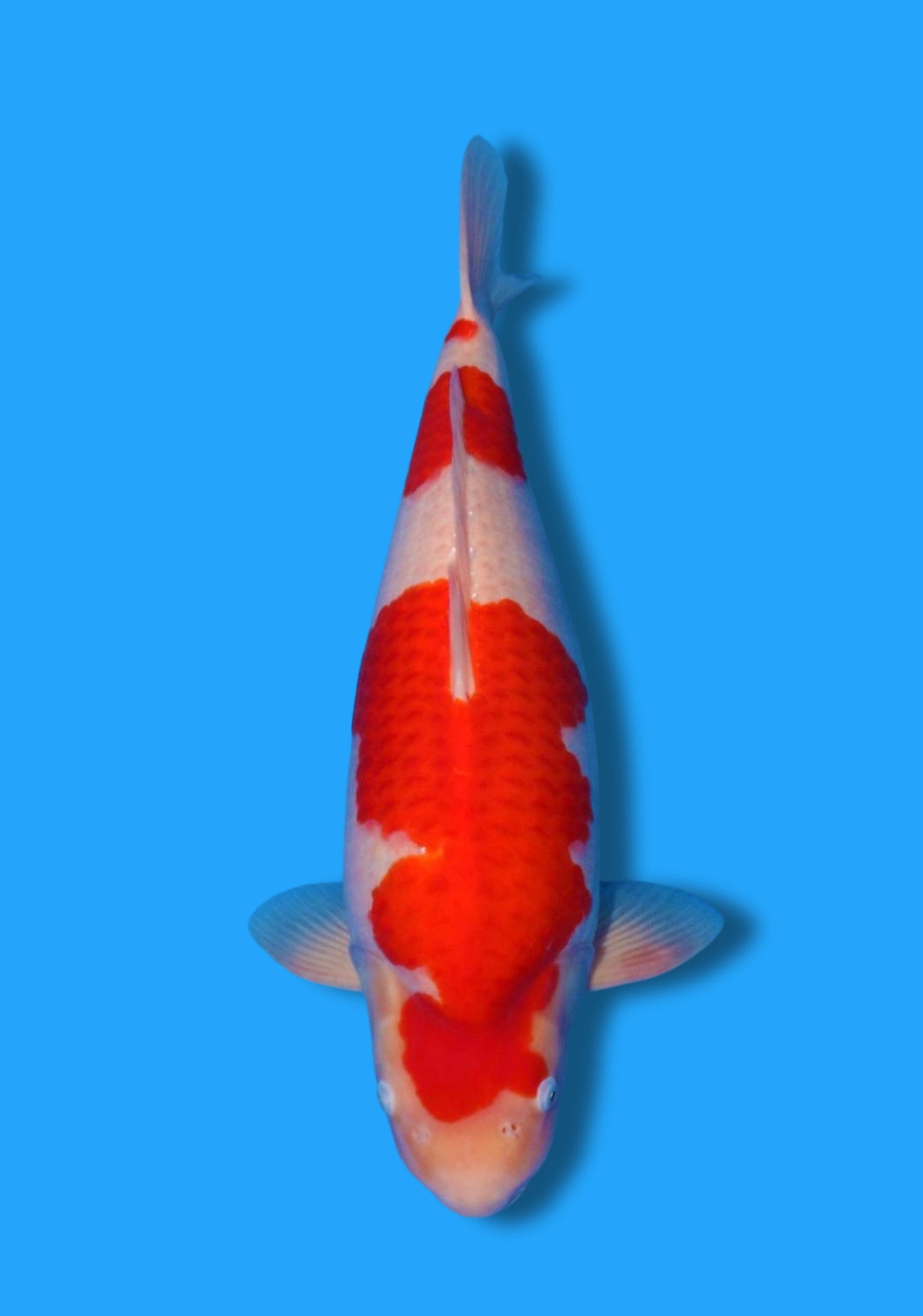 Kohaku 1