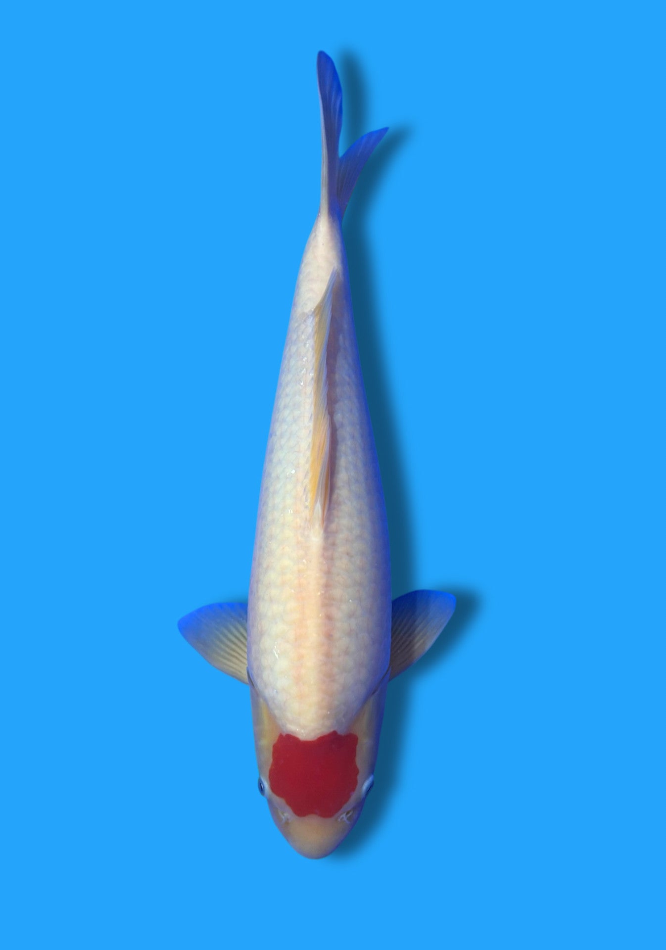 Tancho Kohaku